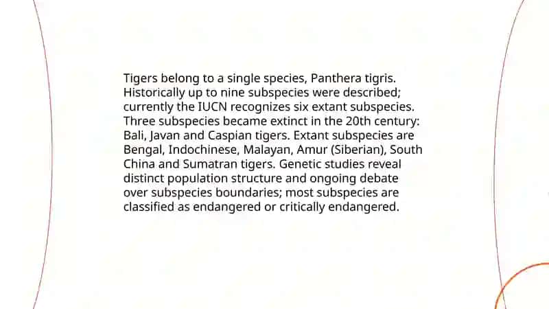 Tiger Species and Subspecies Diversity 3