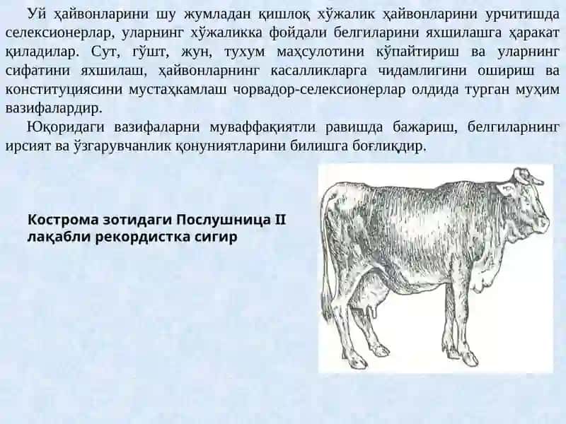 Хусусий генетика 3