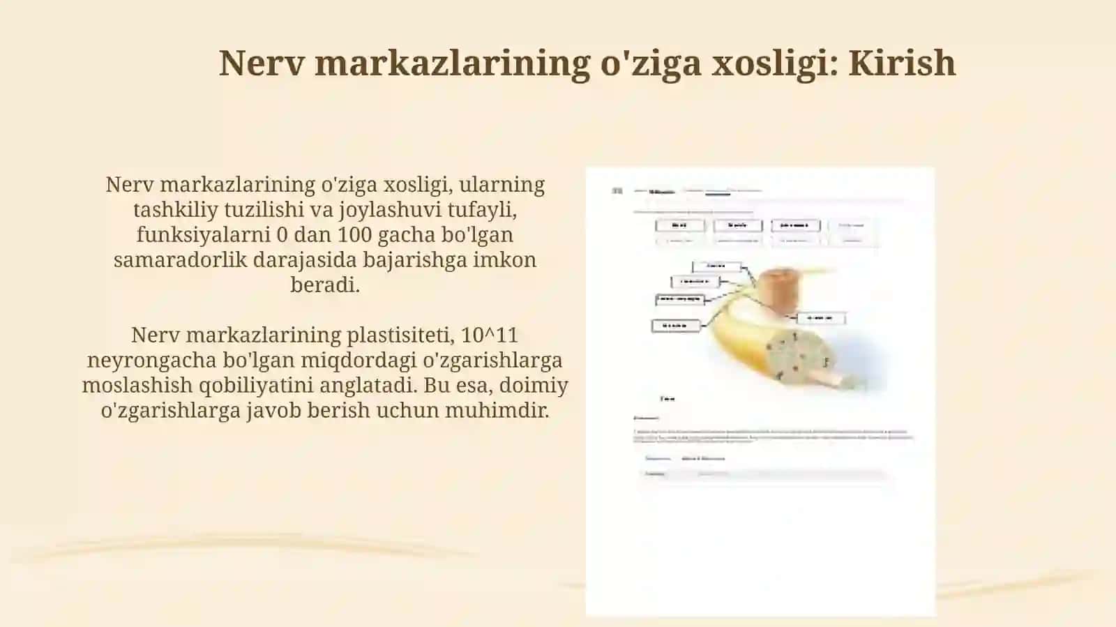 Nerv markazlarining o'ziga xosligi 3
