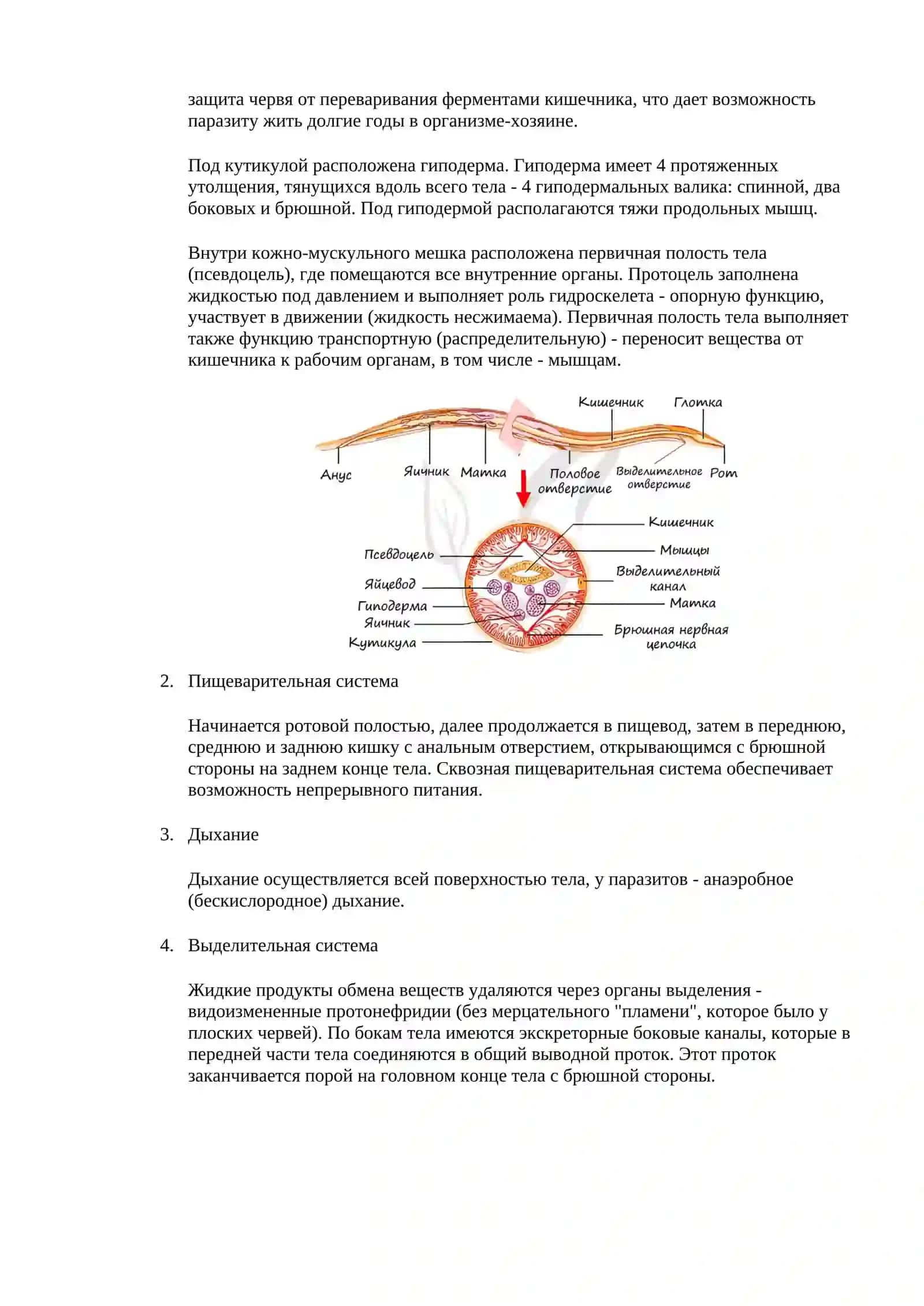 Тип круглые черви 3