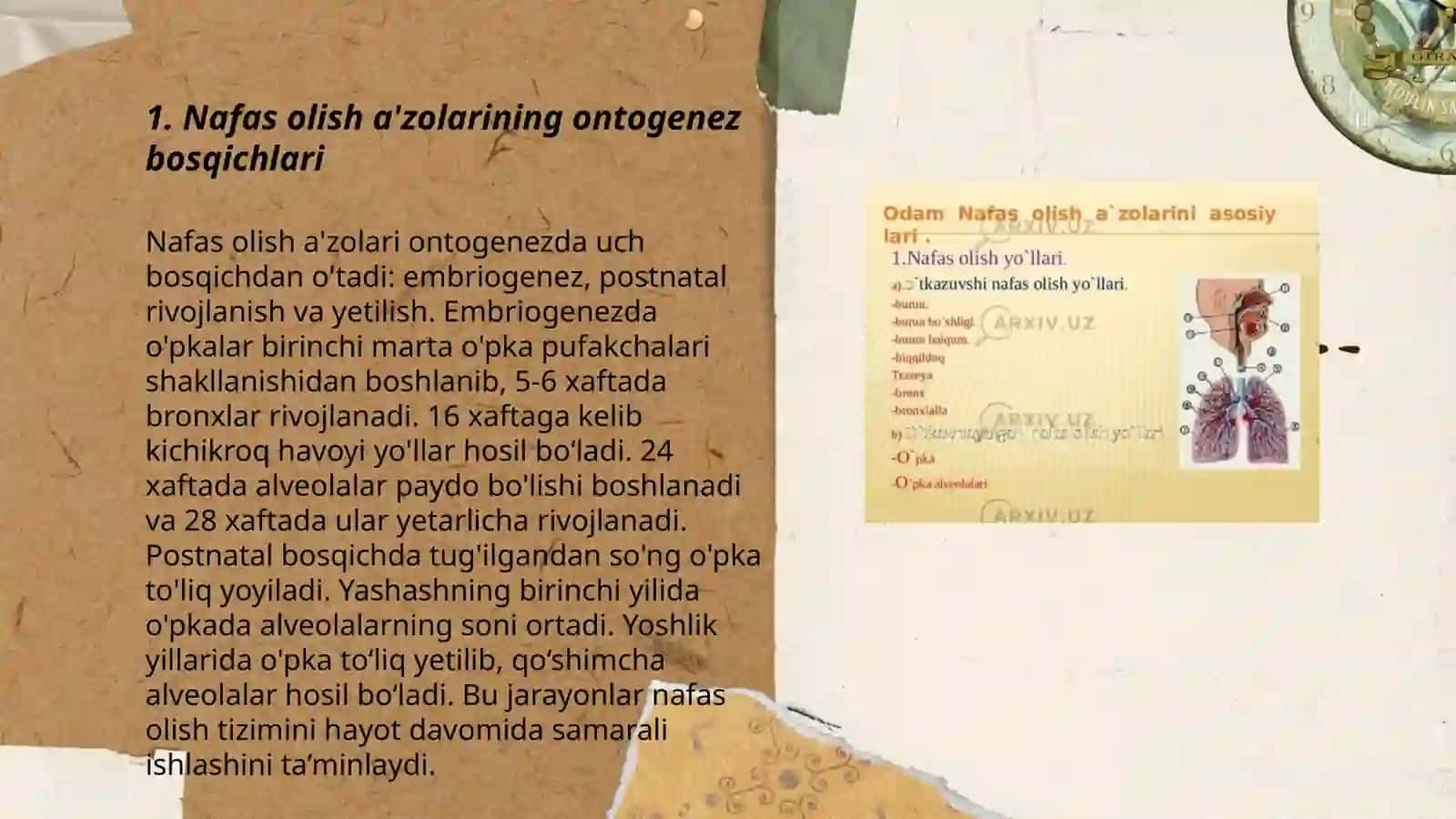 Nafas olish a'zolari ontofilogenezi 3