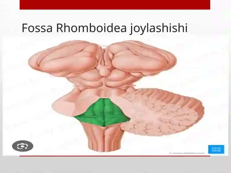 Rombsimon chuqurcha joylashishi va uning o'zaklari 3