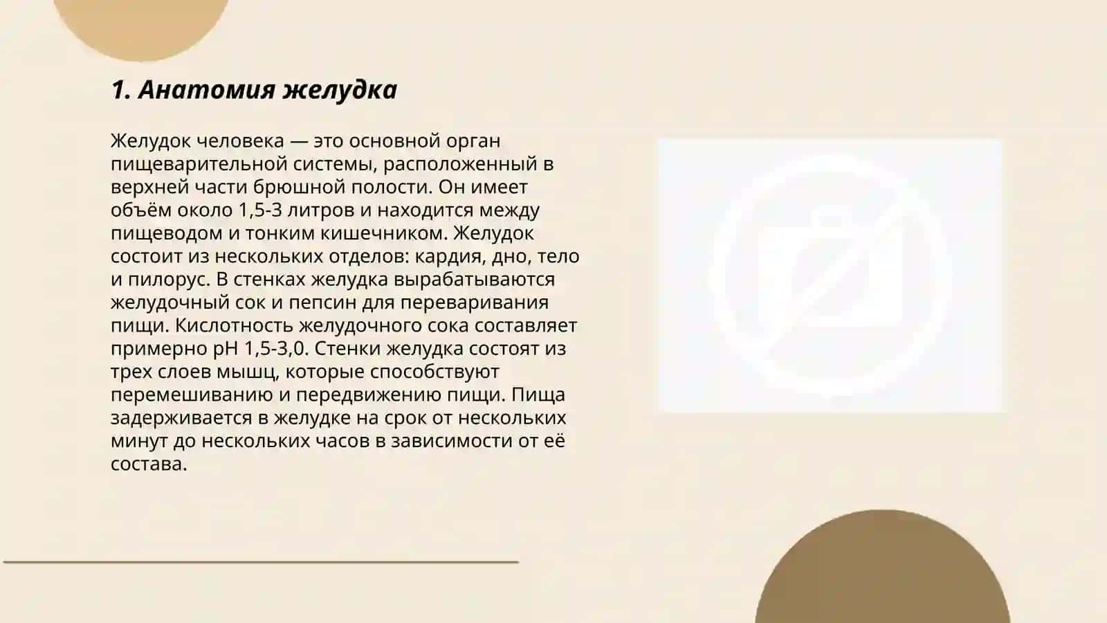 Желудок 3