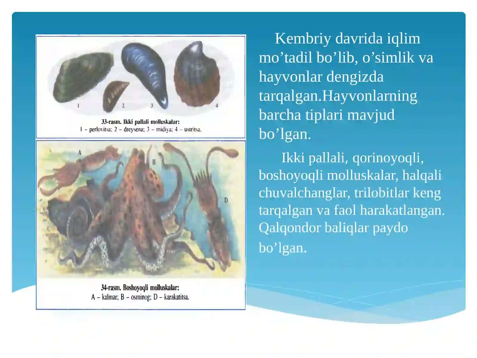 Paleozoy erasidagi hayot 3