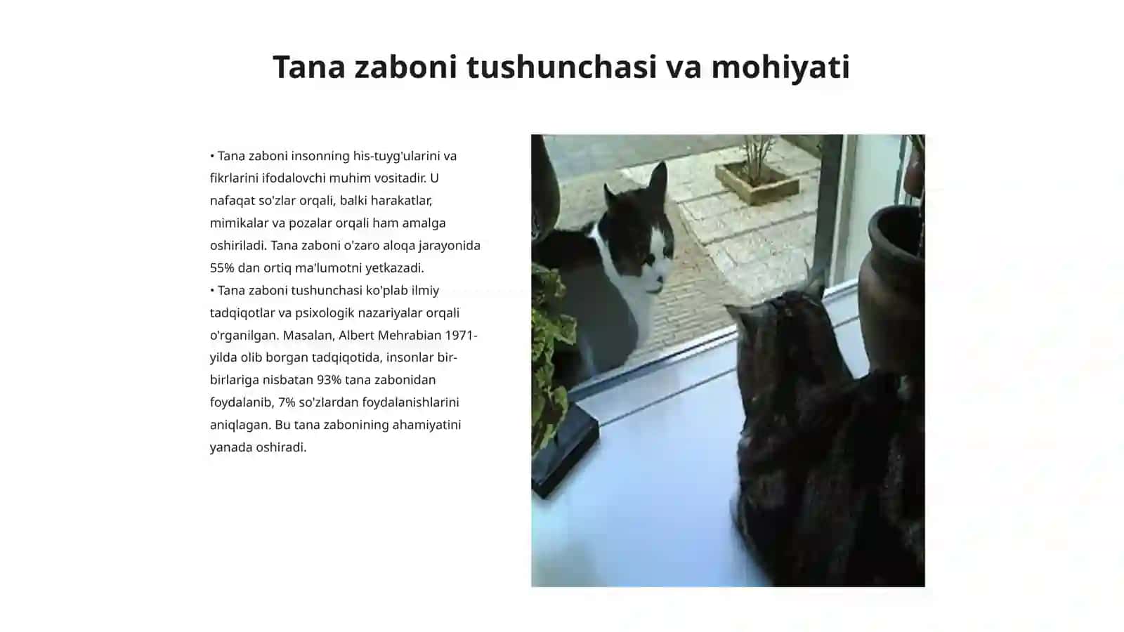 Tana zaboni 3