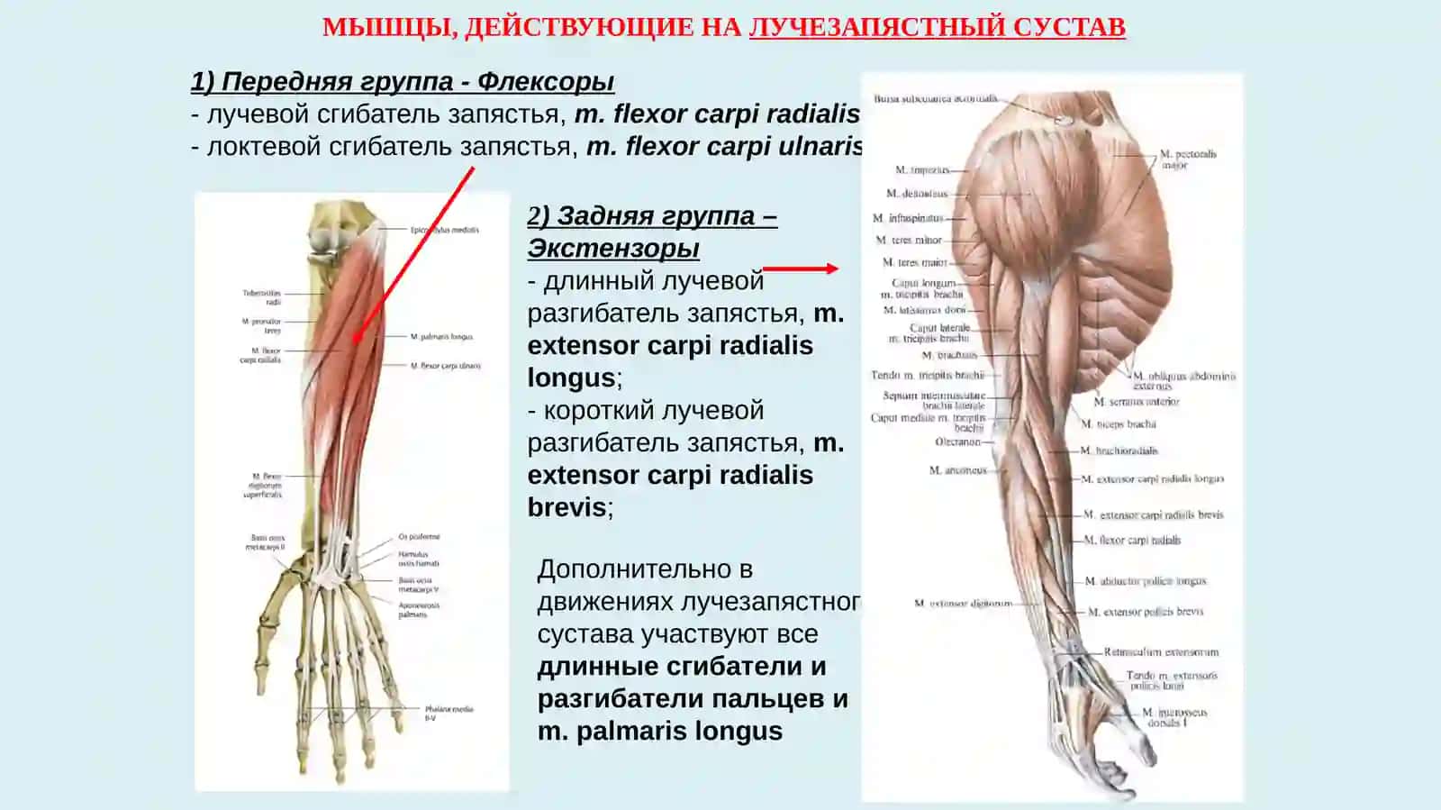 Мышцы предплечья 3