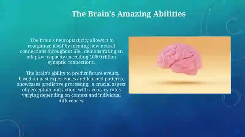 Human brain 3
