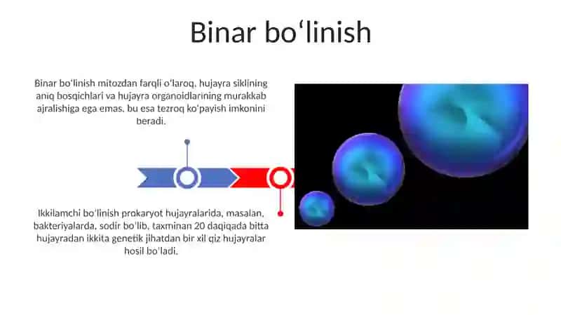 Hujayralarning boʻlinish turlari 3