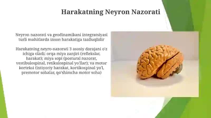 Harakatning Neyron Nazorati 3