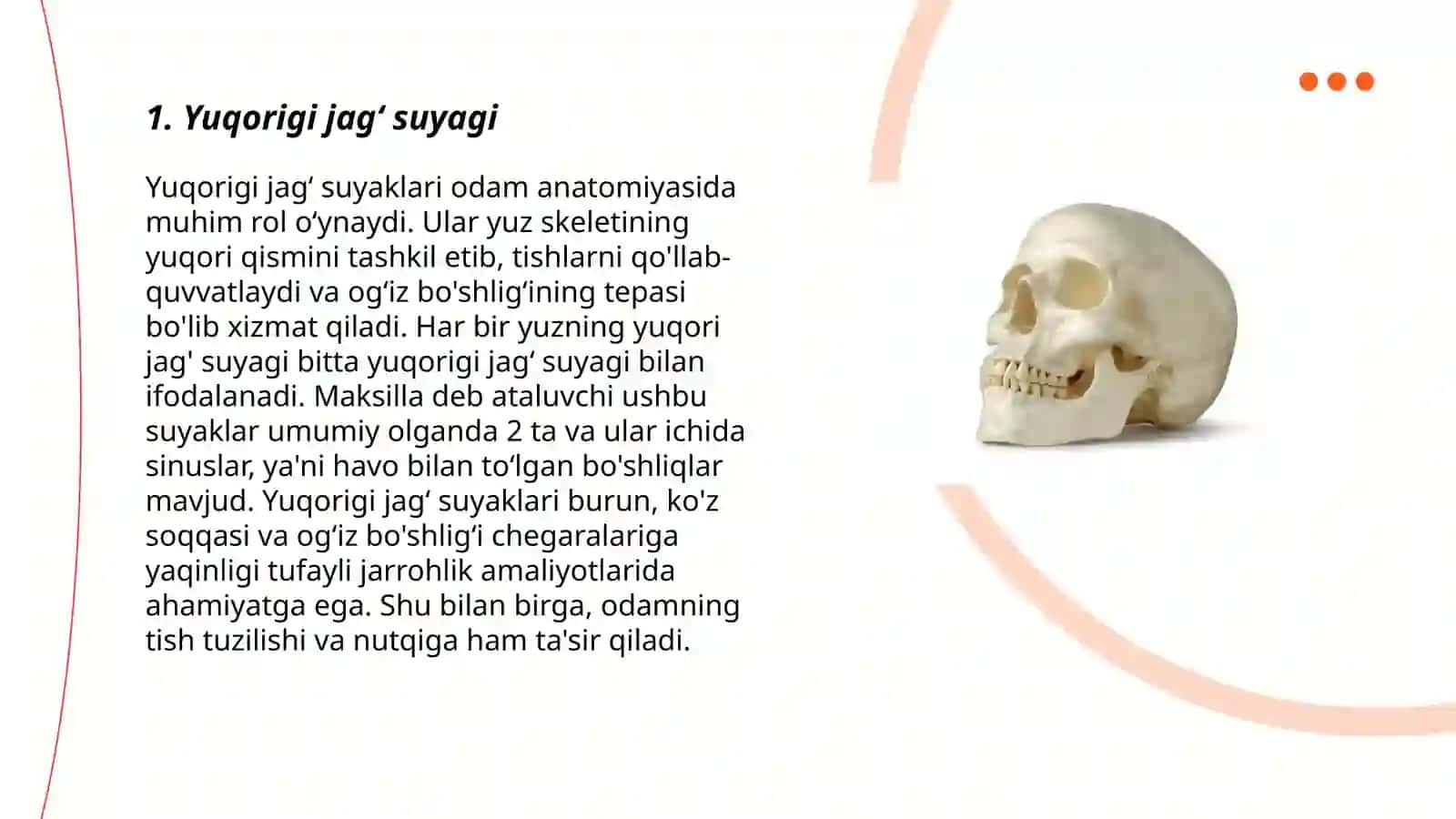 Yuqorigi jagʻ suyagi 3