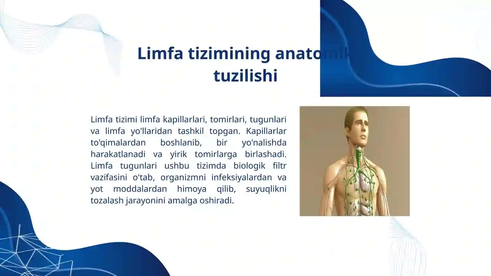 Limfaning hosil bo'lish jarayoni va uning manbai 3