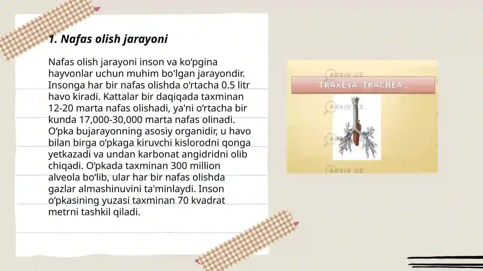 Nafas olish sistemasi 3