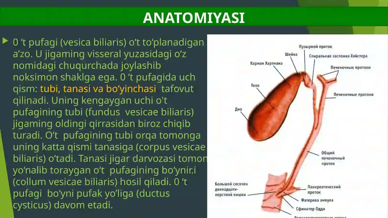 GASTROENTEROLOGIYA SIKLI 3