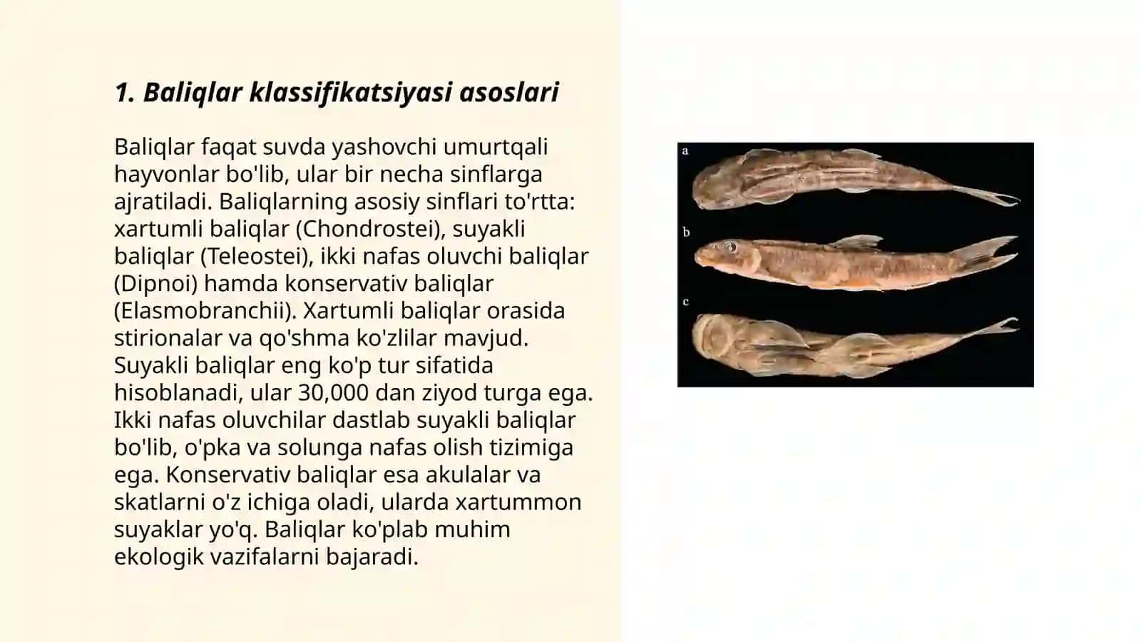 Baliqlar katta sinfining zamonaviy sistematikasi 3