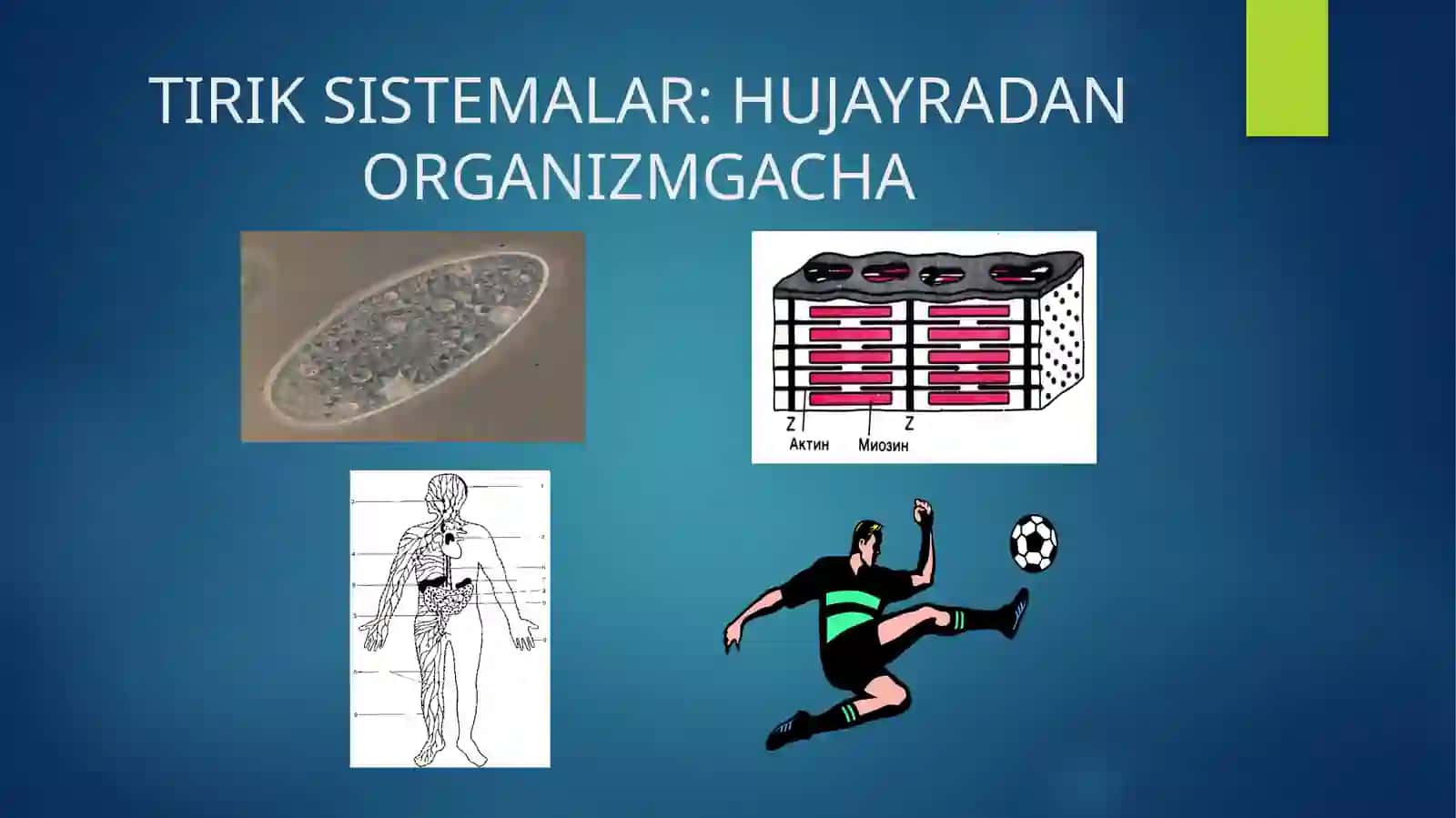 Fiziologiya Kirish 3