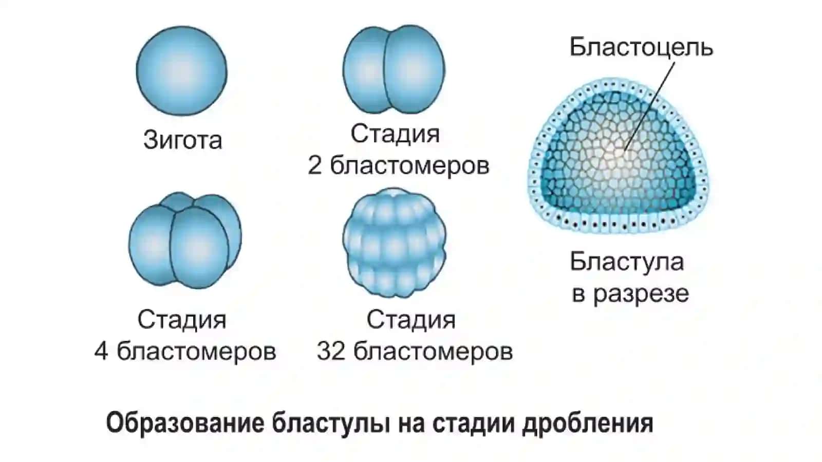 Эмбриональный период развития 3