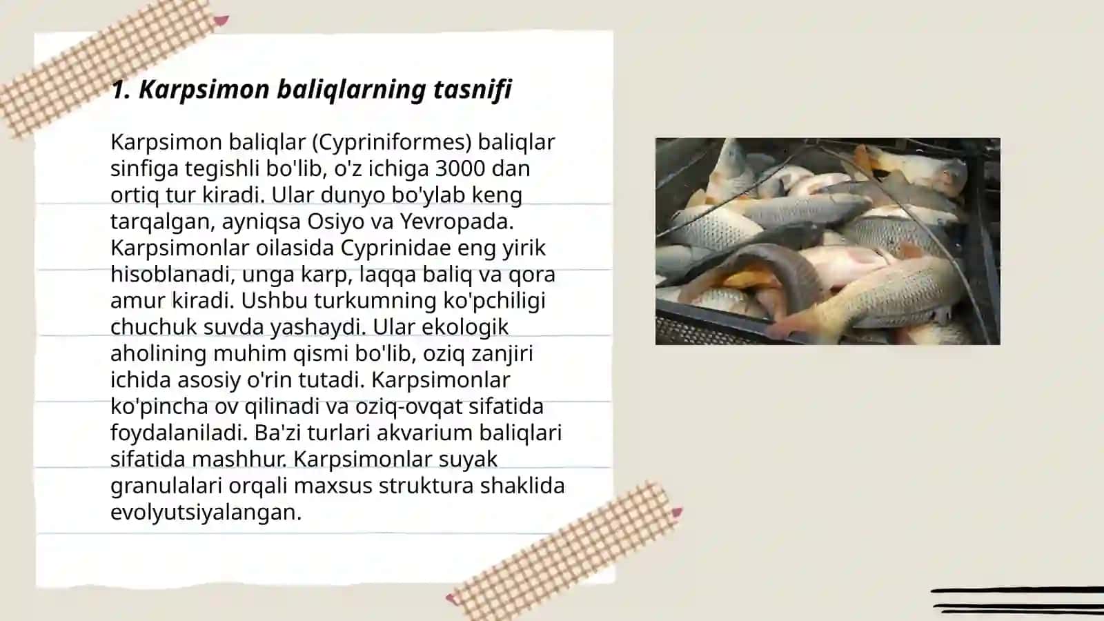 Karpsimon baliqlar sistematikasi 3