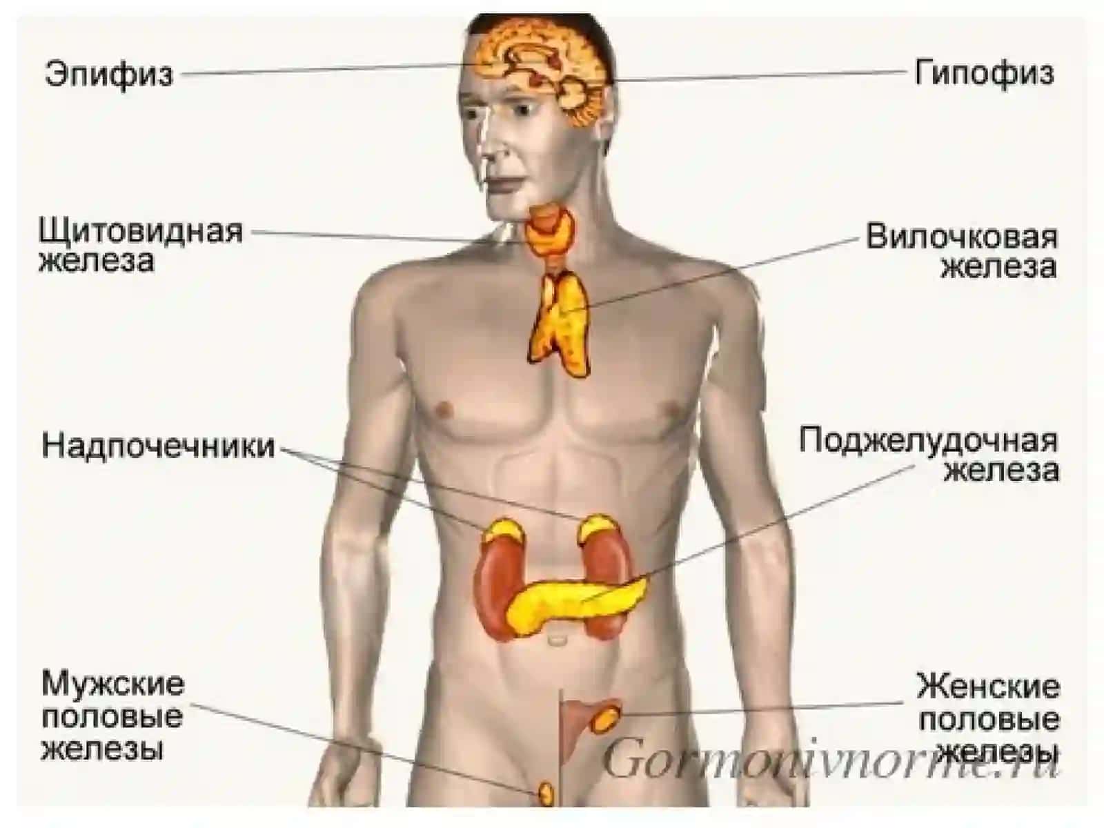 Эндокрин касалликлар 3