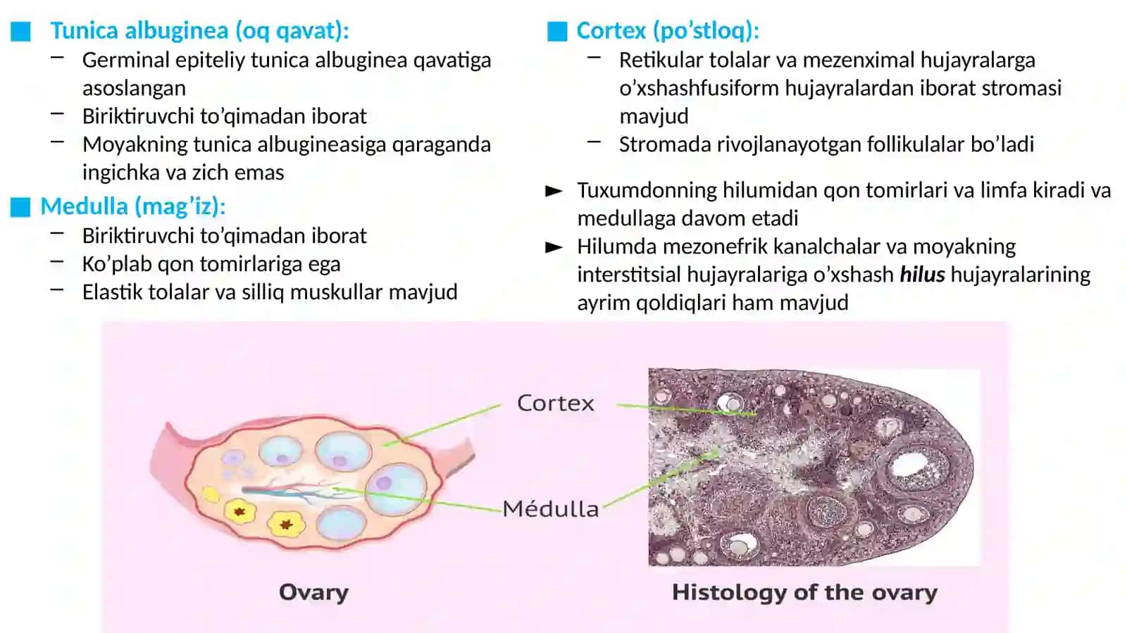 Ayollar jinsiy (reproduktiv) sistemasi 3