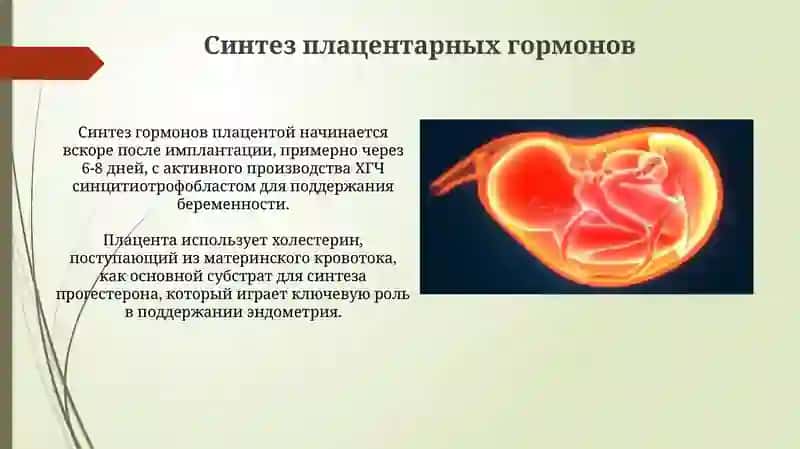 Гормоны плаценты 3