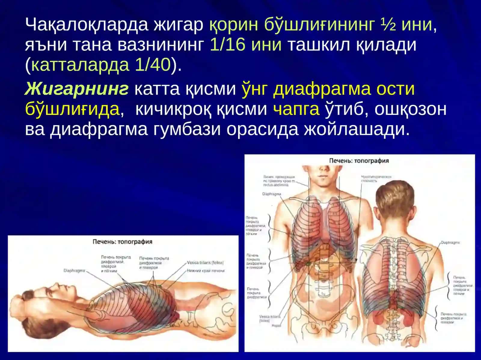 ЖИГАР, БИЛИАР ТИЗИМ ва ОШҚОЗОН ОСТИ БЕЗИ ЖАРРОҲЛИК АНАТОМИЯСИ 3