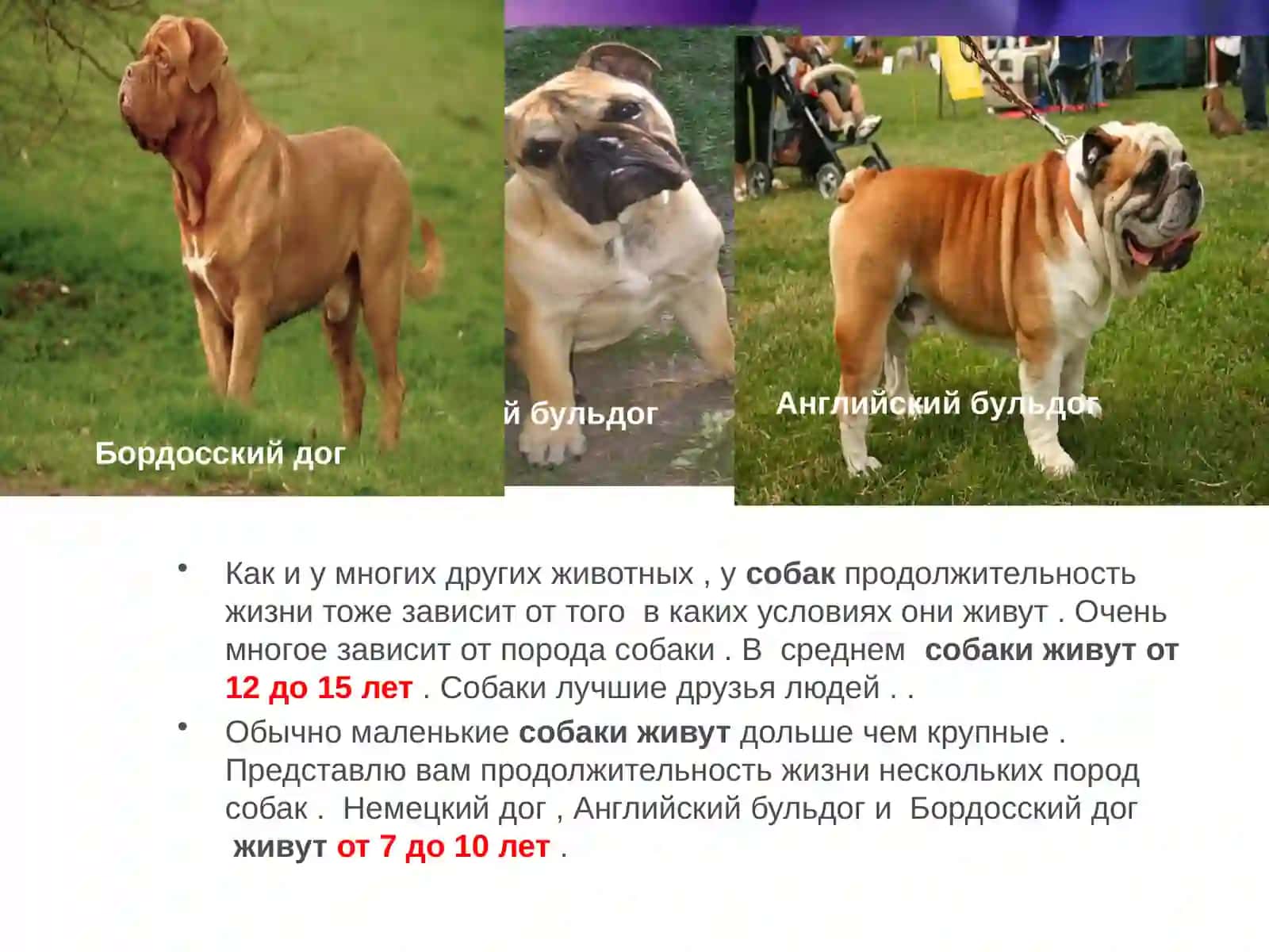 Как долго живут животные? 3