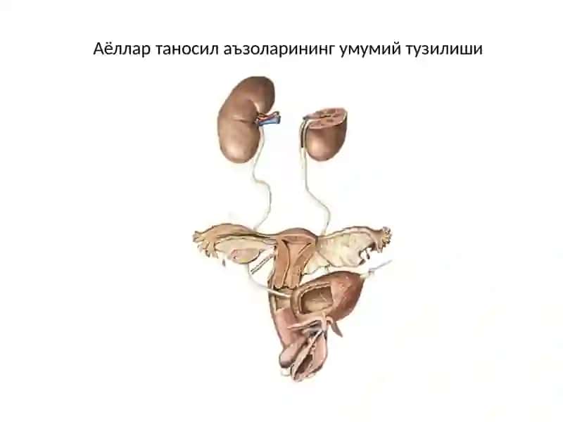 Siydik tanosil tizimi 3