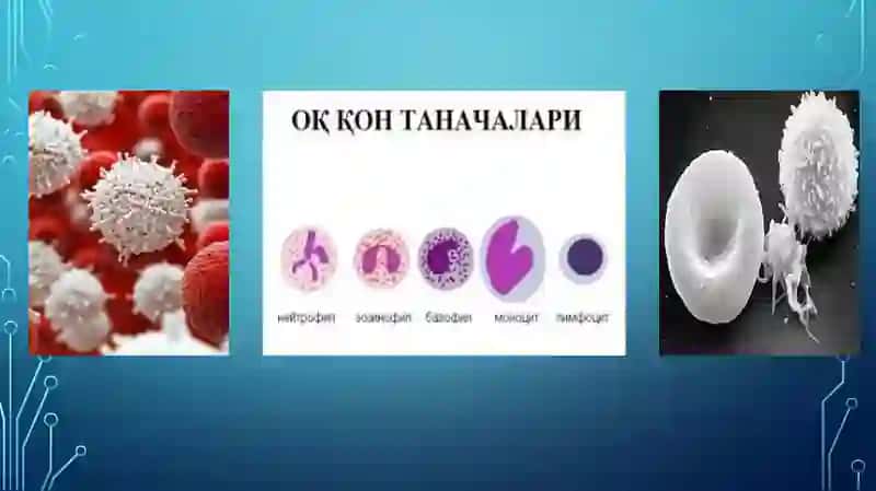 Leykositlar metabolizmi xususiyatlari 3