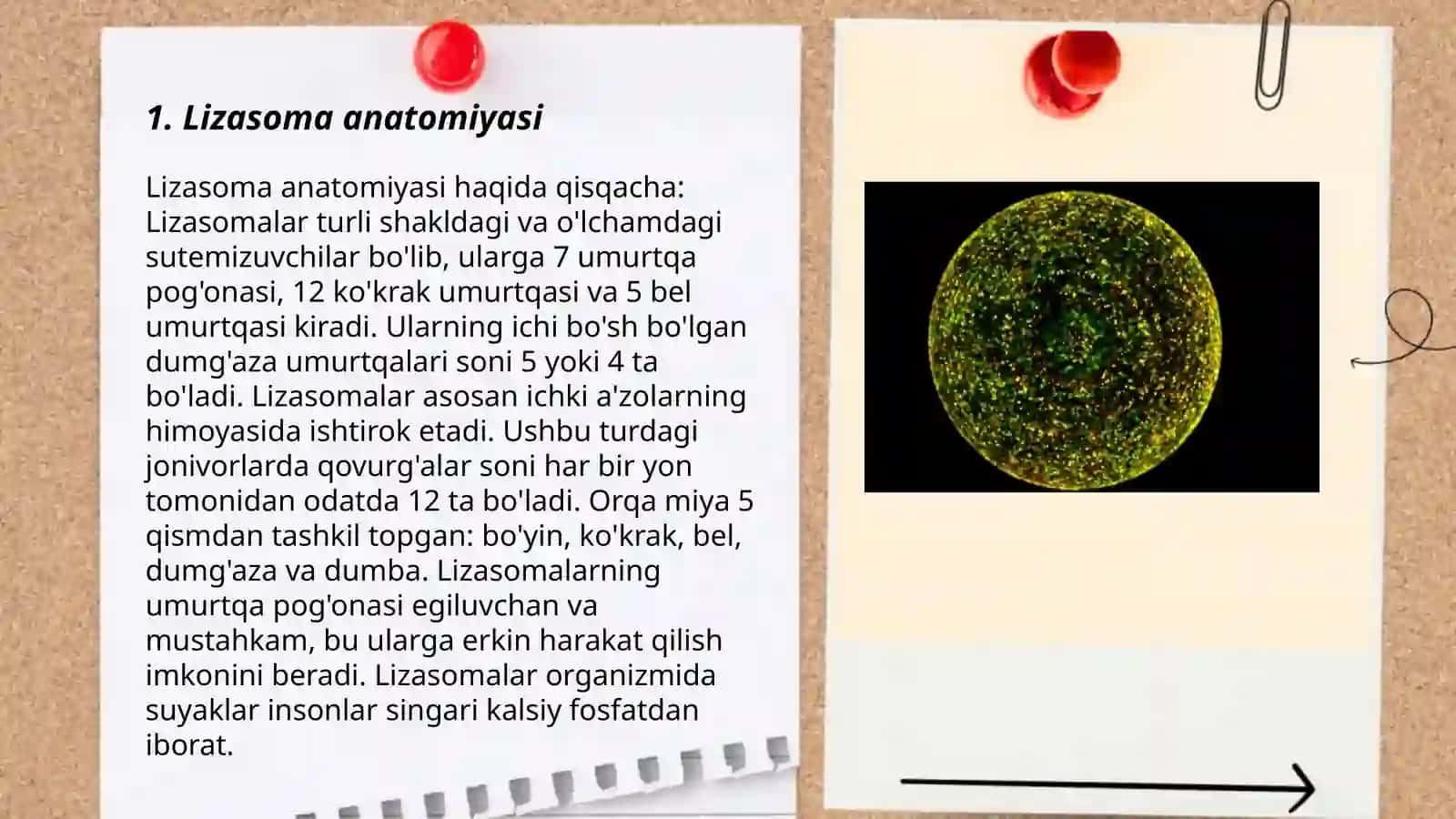 Lizasoma anatomiyasi 3