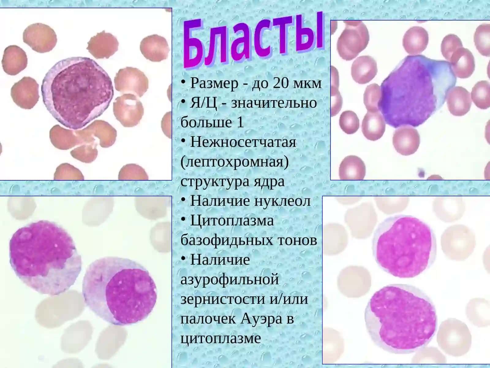 Морфология клеток гранулоцитарного ряда 3