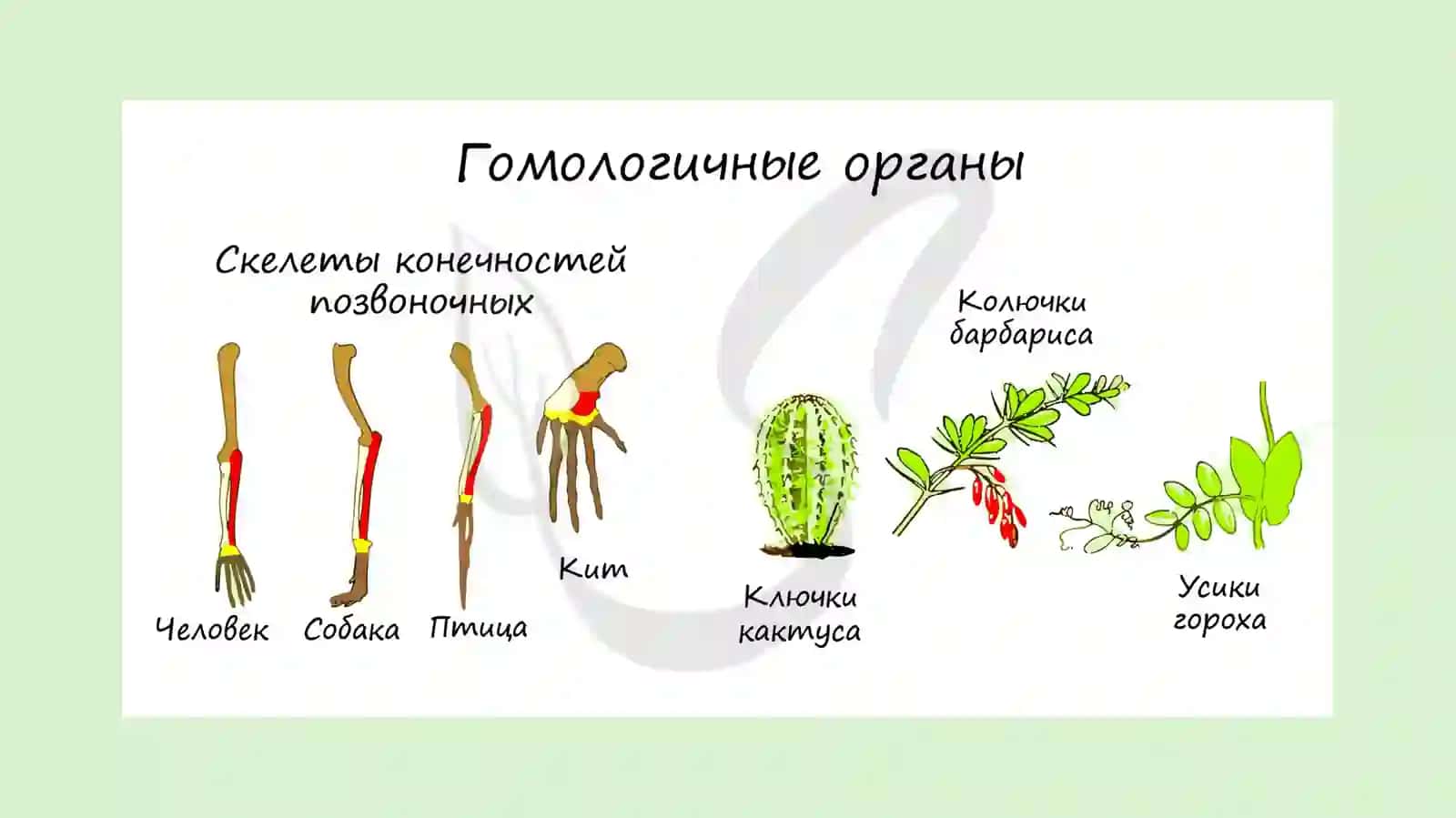 Gomologik va analogik organlar 3