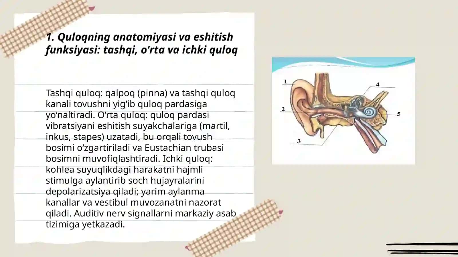 Eshitish fiziologiyasi 3