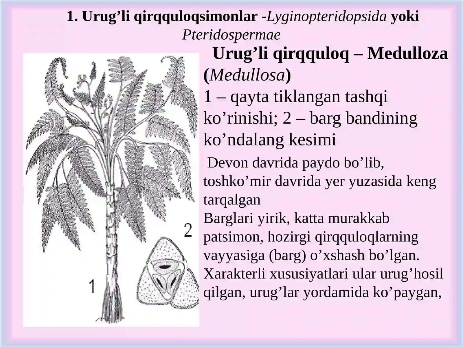 Qarag’aytoifa (ochiq urug’li) 3