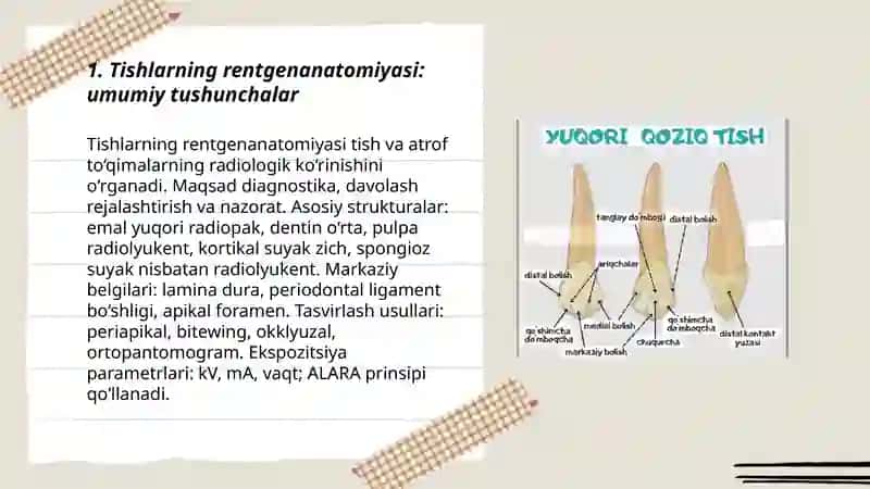 Tishlarning reytgen anatomiyasi 3