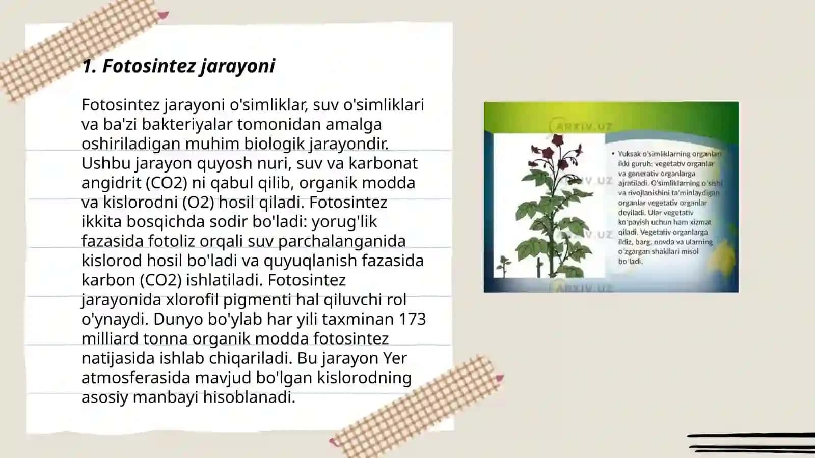 Fotosintez jarayoni 3