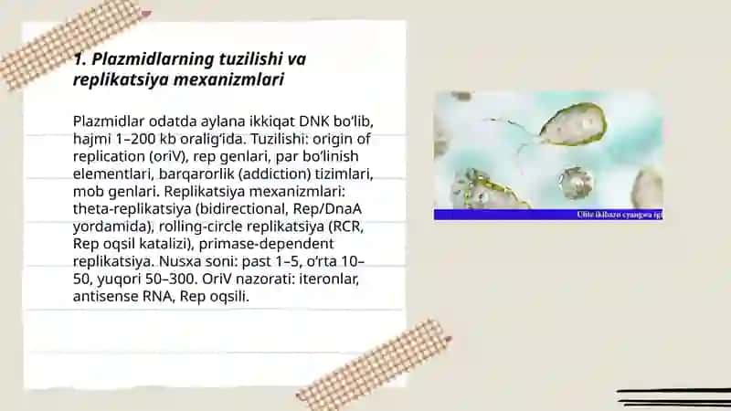 Plazmidlarning tuzilishi va replikatsiya 3