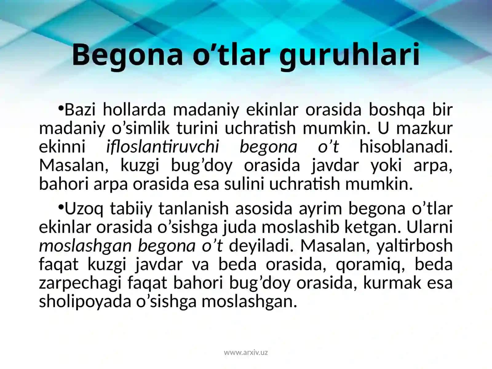 Begona o’t 3