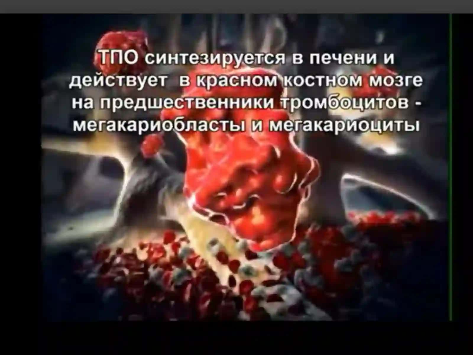 Тромбоцитлар ҳакида умумий маълумот 3
