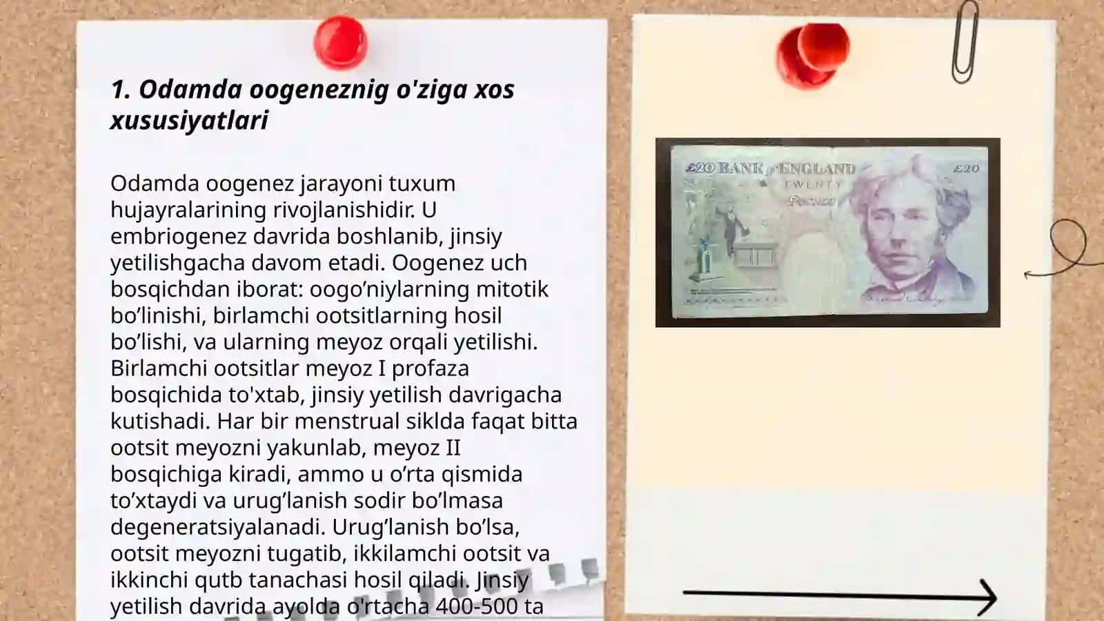 Odamda ovogenez va spermatogenezning oʻziga xosligi 3