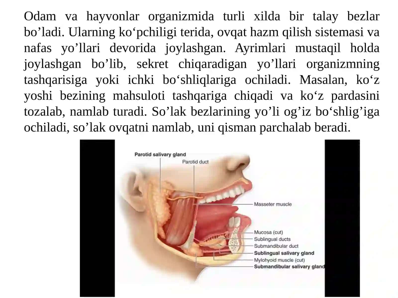 Bezli epiteliy 3