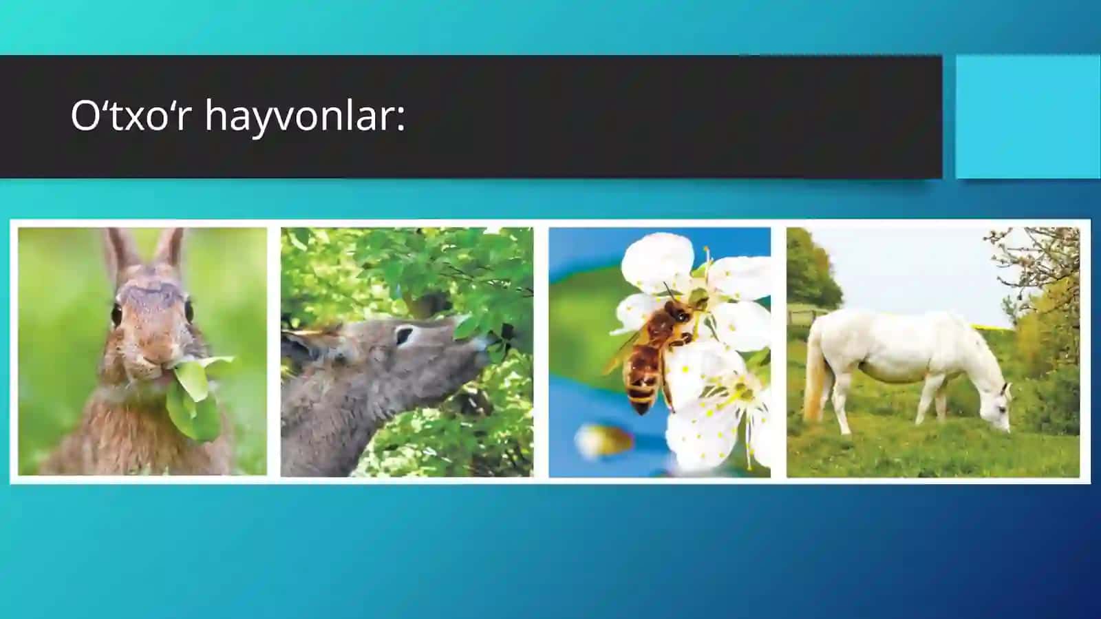 HAYVONLARNING OZIQLANISHI 3