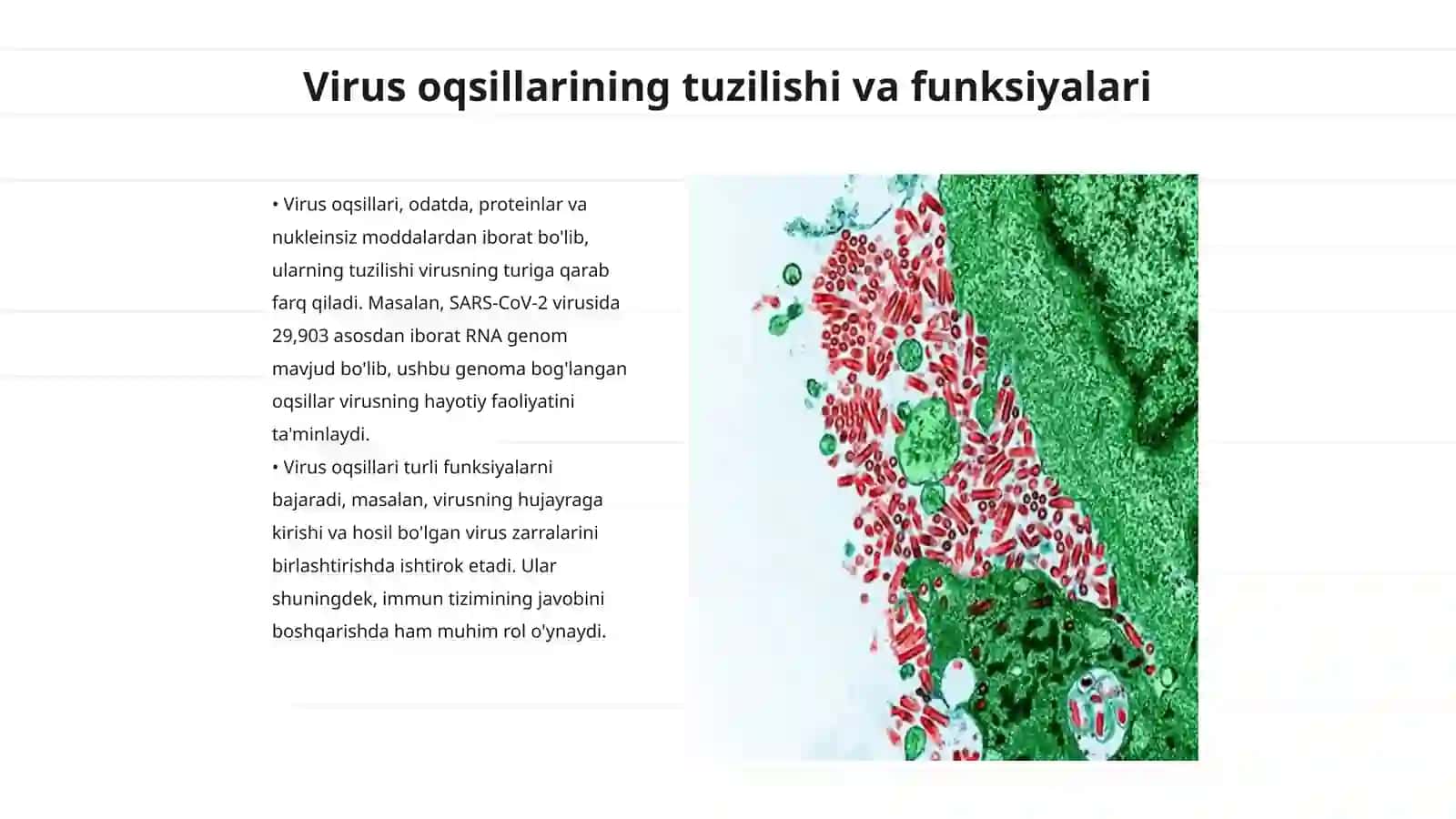 Virus oqsillarini sintezi 3