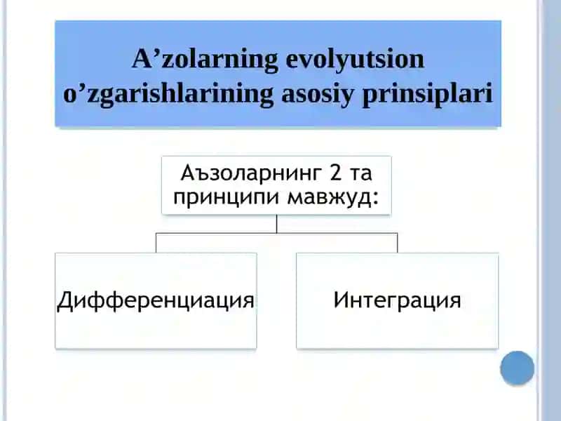 Odam a’zolarining onto-filogenezi 3