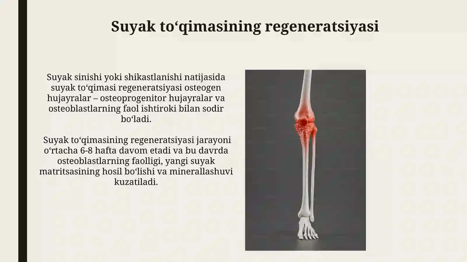 Suyak toʻqimasining taraqqiyoti 3