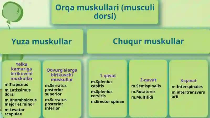 Odam organizmi mushaklari 3