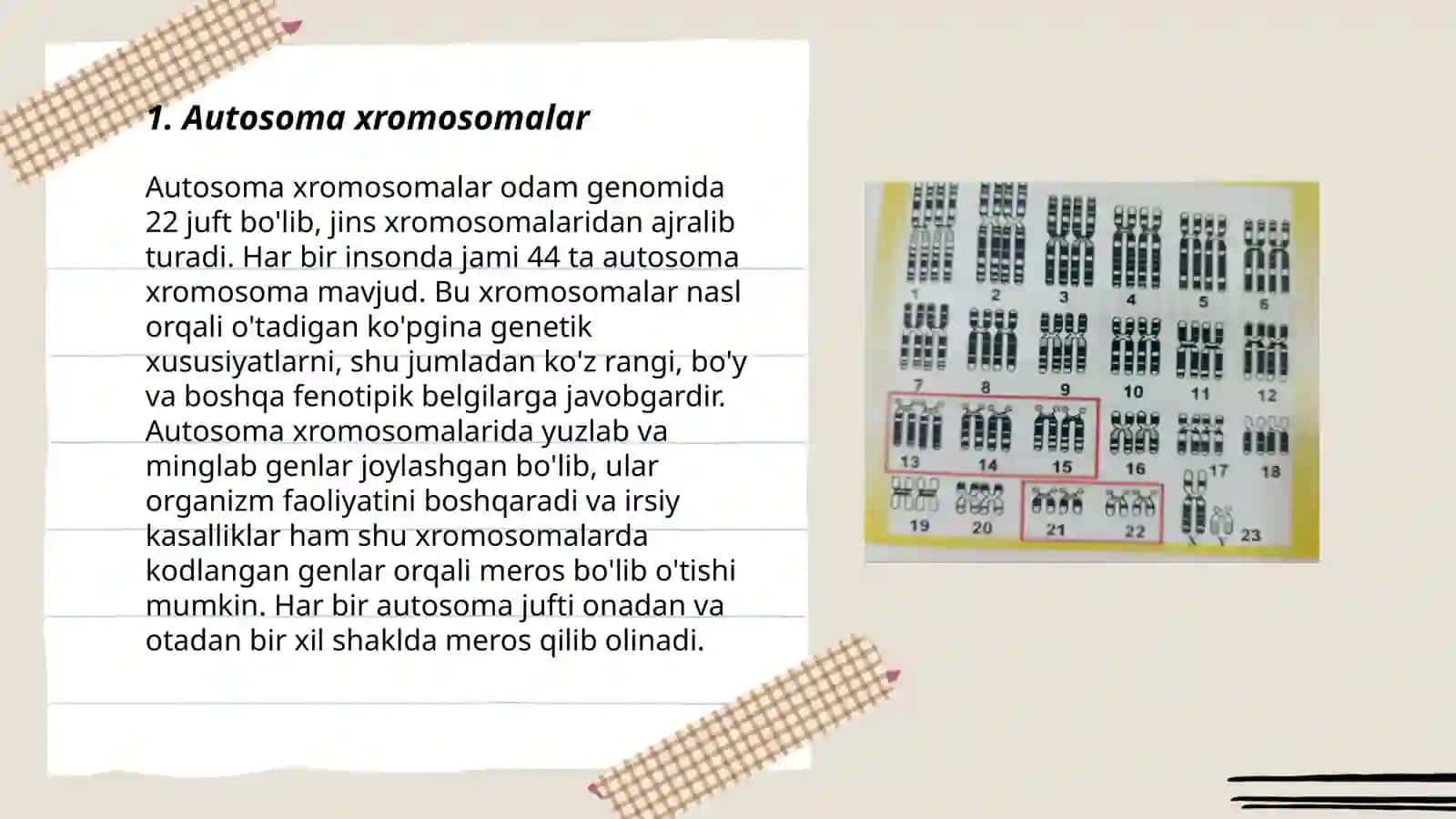 Xromosomaning shakli va tuzilishi. Sitoginetika 3