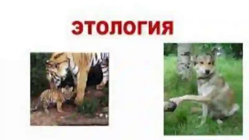 Etologiya va ijtimoiy biologiya 3