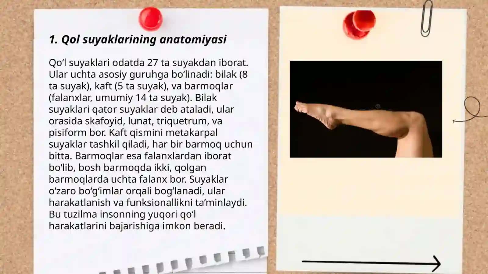 Qol suyaklari 3