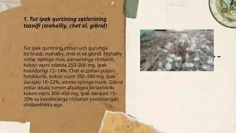 Tut ipak qurtining zotlar 3