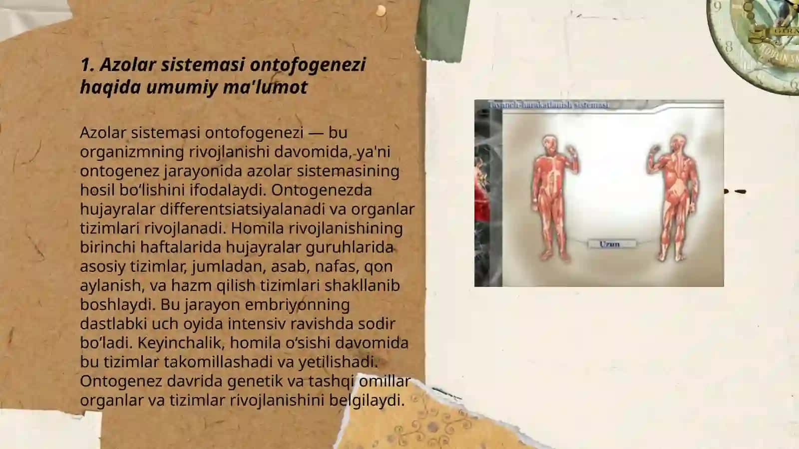Azolar sistemasi ontofligenezi 3